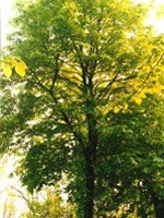 lovesano-21367686