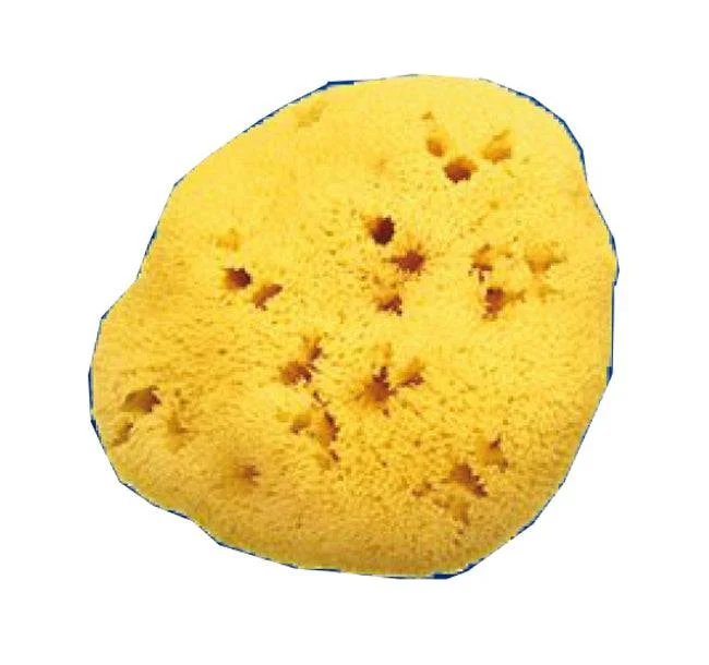 lovesano1136664